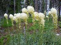 Nodding in agreement - Bear Grass at Observation point